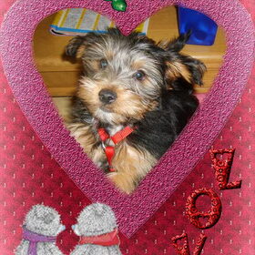 Hondenfoto van MaSpi///