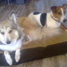 lief he