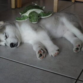 sleeping Maya