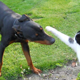 Hondenfoto van Marleen , Blacky & Justy
