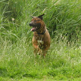 Hondenfoto van patricia,  *Spikey* Nino & Lola