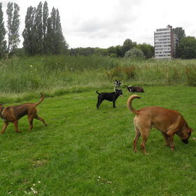 Hondenfoto van patricia,  *Spikey* Nino & Lola