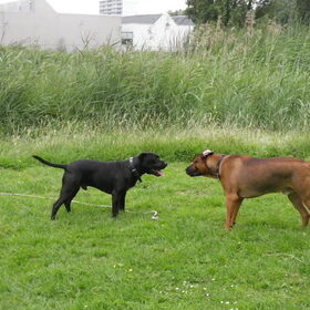 Hondenfoto van patricia,  *Spikey* Nino & Lola