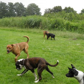 Hondenfoto van patricia,  *Spikey* Nino & Lola