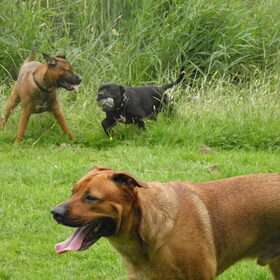 Hondenfoto van patricia,  *Spikey* Nino & Lola