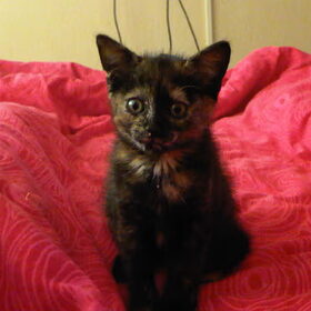 Lissy : 30 mei 2011 opgehaald toen was ze 7 weken!