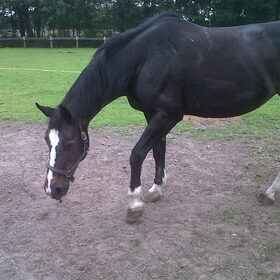 Hondenfoto van liesbeth,Turbo,Luna, Levi en Faith