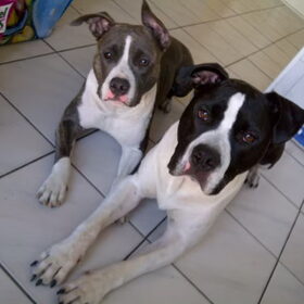Hondenfoto van Shanti & Kylo