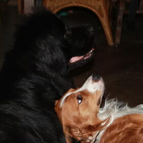 Yuna met Scotty! Friends for life.