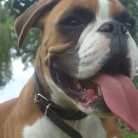 Hondenfoto van Ronnie & ««Jara»»