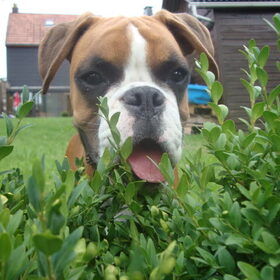 Hondenfoto van Ronnie & ««Jara»»