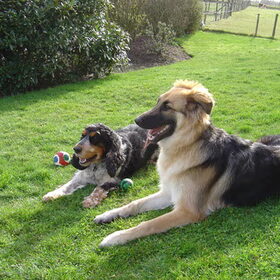 Samen spelen met de hond van de ouders van mijn vrouwtje, da's…