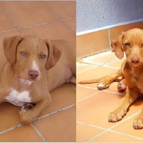 rechts baloo, links beauty
