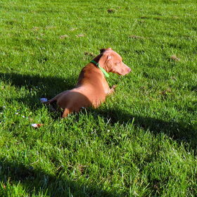 baloo in het gras