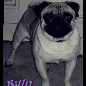 Hondenfoto van Frank & Billy