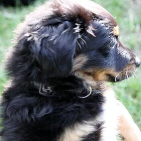 Hondenfoto van Joëlle <3 Sammie 