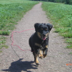 Hondenfoto van Joëlle <3 Sammie 