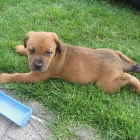 Hondenfoto van Rip diesel, King en hummer