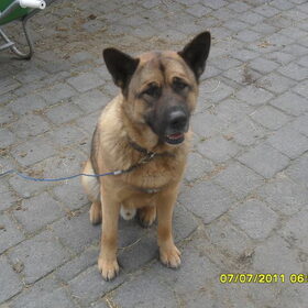 Hondenfoto van Shamilla & Zena
