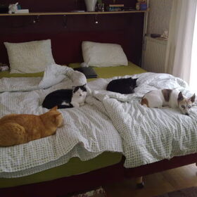 alle poesjes en Sjampoo op bed