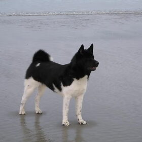 Joy aan het Belgische strand, 2 jaar oud