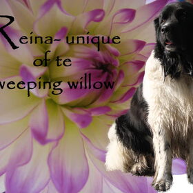 photoshop reina