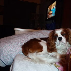 Binky gezellig bij baasje op bed.