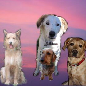 Hondenfoto van Sam,Saltarin,Muis,Zara,Terra+en Paco 