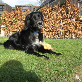 onze deugniet, Dora