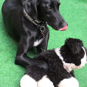 dani met knuffel