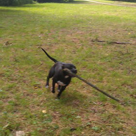 Hondenfoto van Amanda *Diablo & Lana