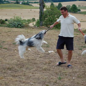 Vliegende honden brigade
