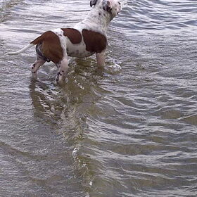 Hondenfoto van Kimberly&&Buddy
