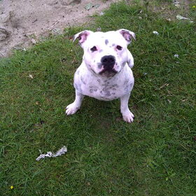 Hondenfoto van Kimberly&&Buddy