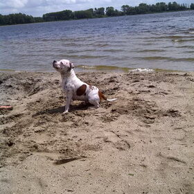 Hondenfoto van Kimberly&&Buddy