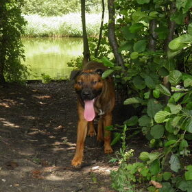 Hondenfoto van patricia,  *Spikey* Nino & Lola