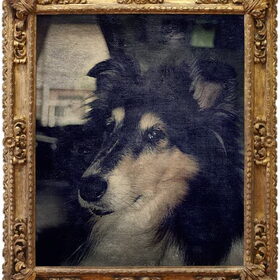 Hondenfoto van De mannen