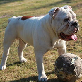 Footbal