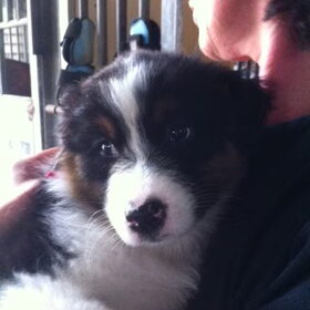 Hondenfoto van Puck en Inca