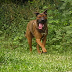 Hondenfoto van patricia,  *Spikey* Nino & Lola
