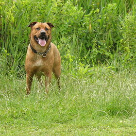 Hondenfoto van patricia,  *Spikey* Nino & Lola