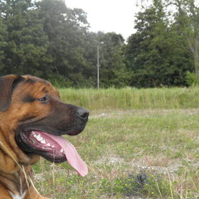 Hondenfoto van patricia,  *Spikey* Nino & Lola