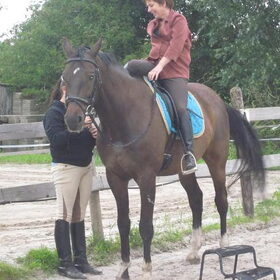 Hondenfoto van liesbeth,Turbo,Luna, Levi en Faith