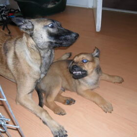 Hondenfoto van Hope & Rambo