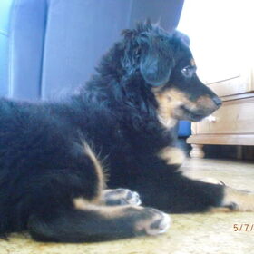 Hondenfoto van Joëlle <3 Sammie 