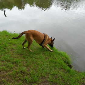 Hondenfoto van Hope & Rambo