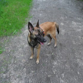 Hondenfoto van Hope & Rambo