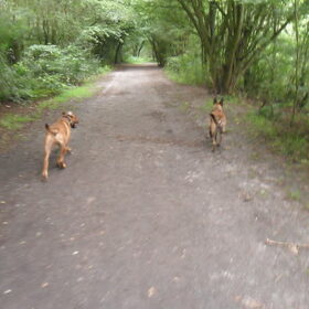 Hondenfoto van Hope & Rambo