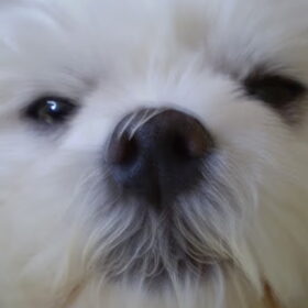 Hondenfoto van Chicka