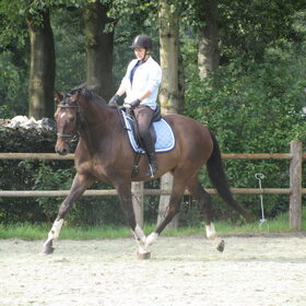 Hondenfoto van liesbeth,Turbo,Luna, Levi en Faith